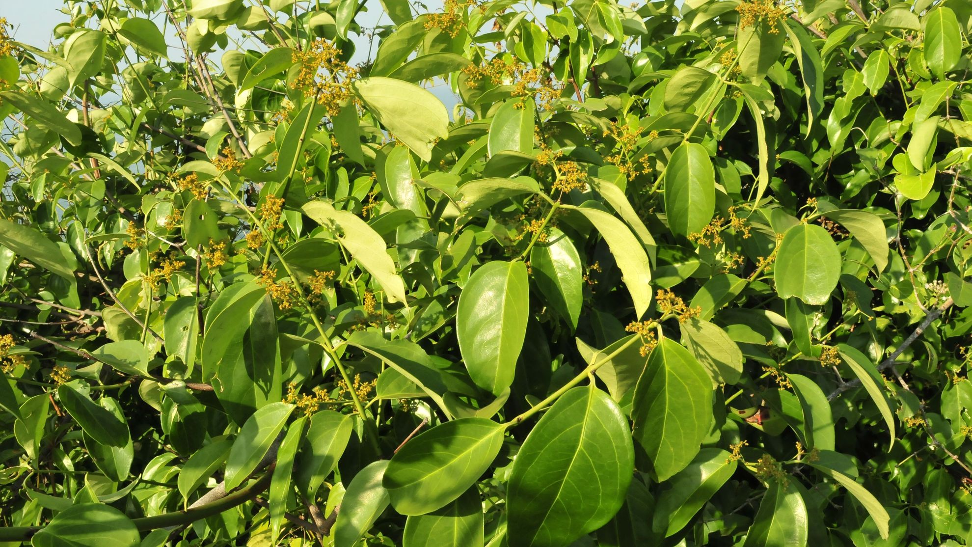 Scientists discover a new species of paddle pod plant in Coastal Karnataka